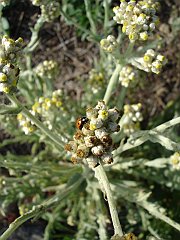 gnaphalium bicolor